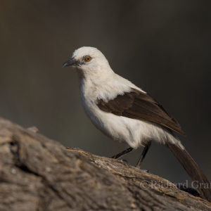Babbler Southern Pied002