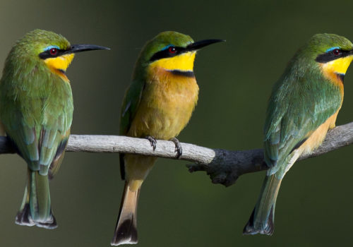 Bee-eater Little015