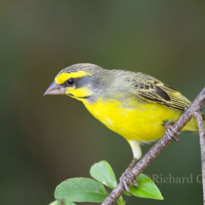 Canary Yellow-fronted006