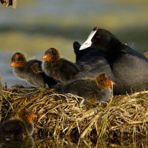 Fulica cristata; Irene; Pretoria; Red-knobbed Coot; South Africa; chicks