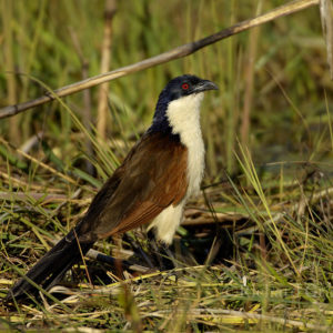 Coppery-tailed coucal; Kalizo; Kalizo; Caprivi; Namibia; Zambezi; centropus cupreicaudus