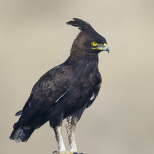 Eagle Long-crested003