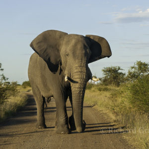 Elephant017
