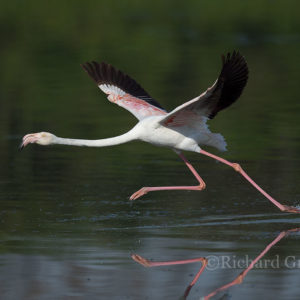Flamingo Greater012