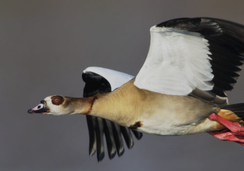 Egyptian Goose, Alopochen aegyptiacus, Irene, Pretoria, South Africa