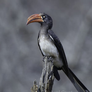 Hornbill Crowned006