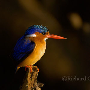 Malachite kingfisher, Alcedo cristata, Enseleni River, Richards Bay, KZN, South Africa