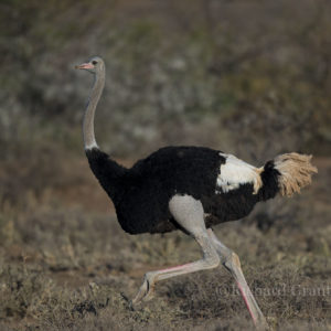 Ostrich Common021