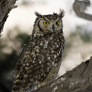 Owl Spotted-eagle014