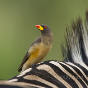Oxpecker Yellow-billed005