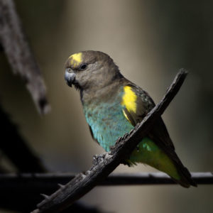 Meyer's Parrot, Poicephalus meyeri, Nata, Botswana