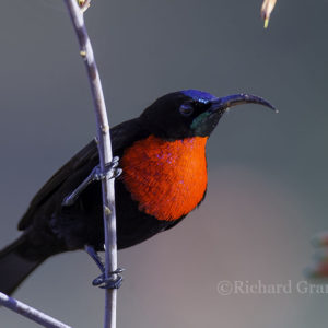 Sunbird Scarlet-chested014