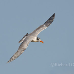 Tern Lesser Crested001