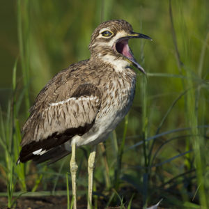 Thick-knee Water011