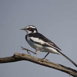 Wagtail Pied002