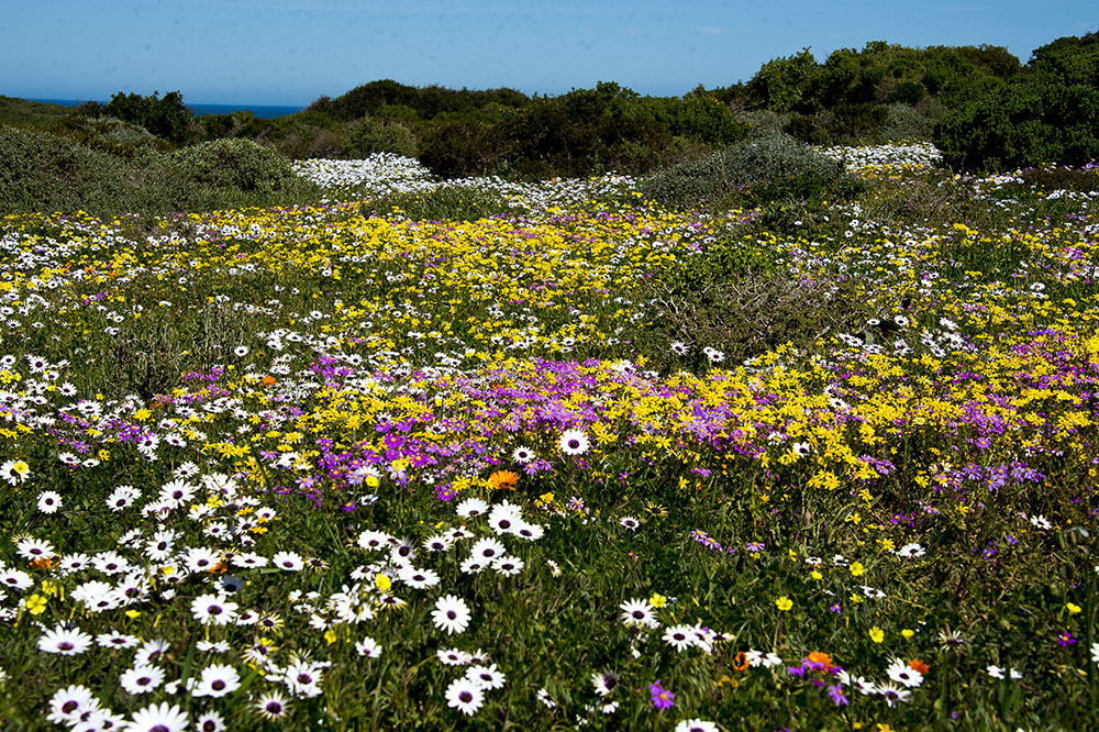 Cape Flowers 2022