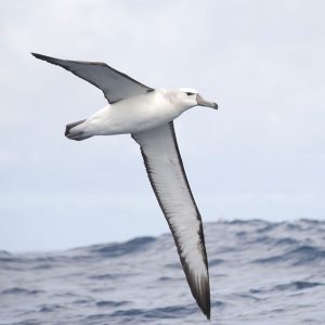 Albatross Shy007