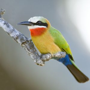 Bee-eater White-fronted007