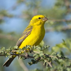 Canary Yellow006