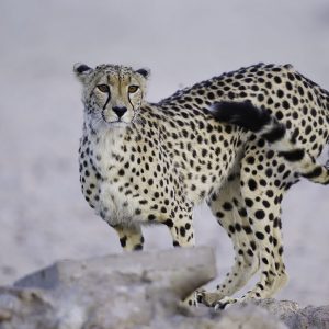 Cheetah011