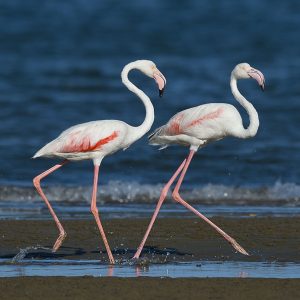 Flamingo Greater005