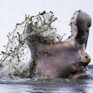 Hippopotamus009