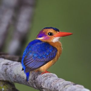 Kingfisher Pygmy006