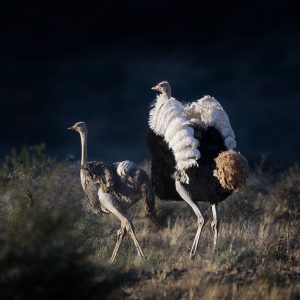 Ostrich Common037