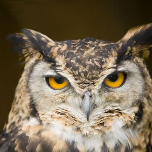 Owl Cape Eagle002