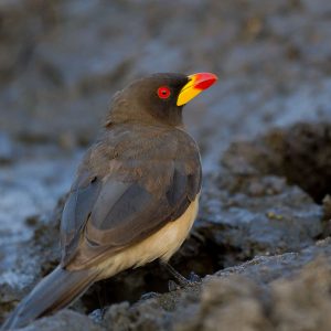 Oxpecker Yellow-billed018