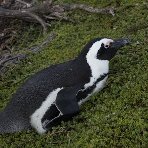 Penguin African003