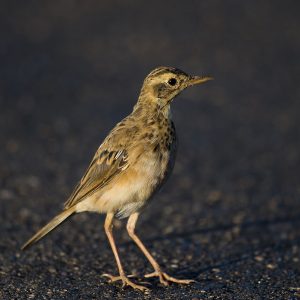 Pipit African005
