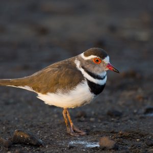 Plover Three-banded010