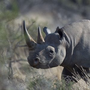 Rhinoceros Black011