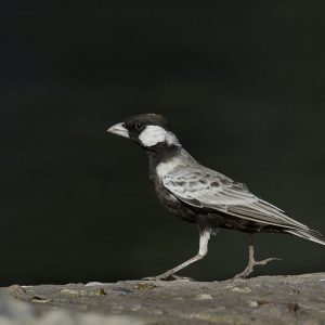 Sparrow-lark Grey-backed001