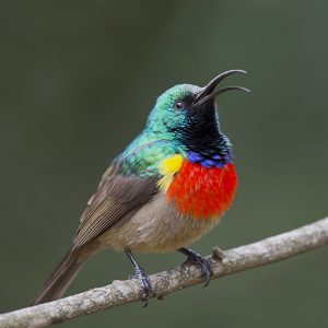 Sunbird Greater Double-collared003