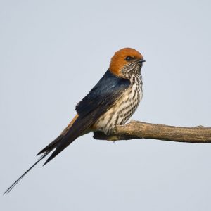 Swallow Lesser-striped010