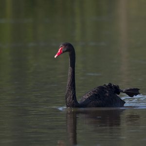Swan Black003