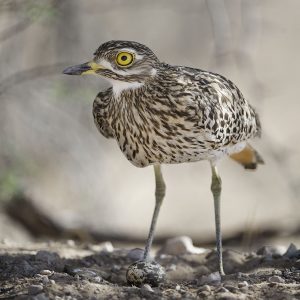 Thick-knee Spotted006