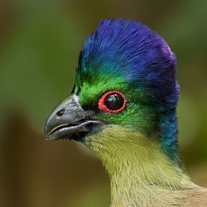 Turaco Purple-crested002
