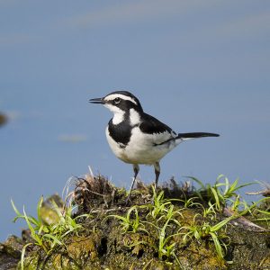 Wagtail Pied004