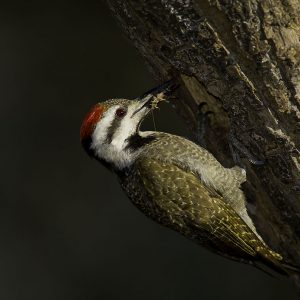Woodpecker Bearded003