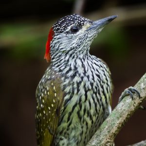 Woodpecker Golden-tailed010