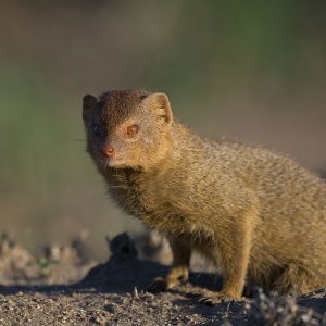 Mongoose Slender010