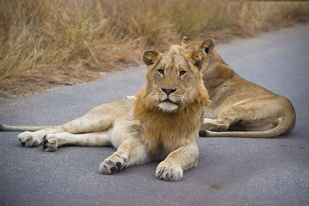 Lower Sabie 22 – 25th July