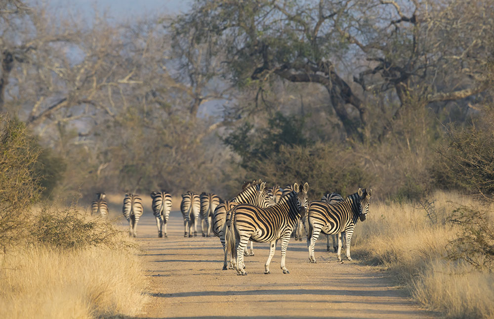 Lower Sabie 16 – 19th July