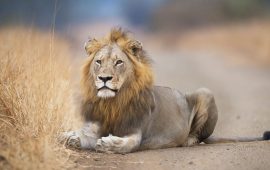 Lower Sabie July’25