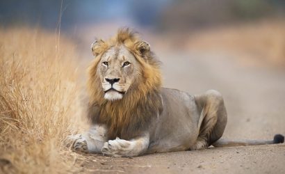 Lower Sabie July’25