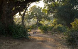 Shingwedzi August’25