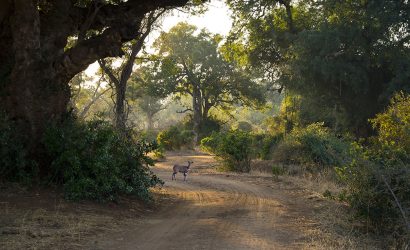 Shingwedzi August’25